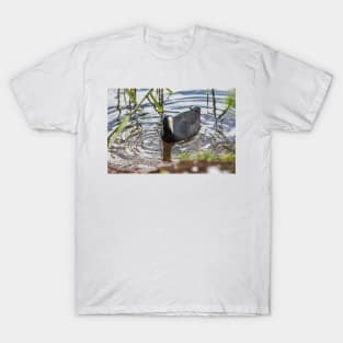 Hawaiian coot of Honolulu 2 T-Shirt